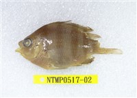 藏品(條紋豆娘魚)的圖片